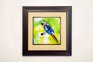 (DH) Nature Parrot, Black Frame , Blue, Yellow, Black, Green, Red Crystal